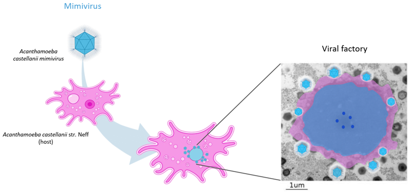 cycle_infectieux_mimivirus.png