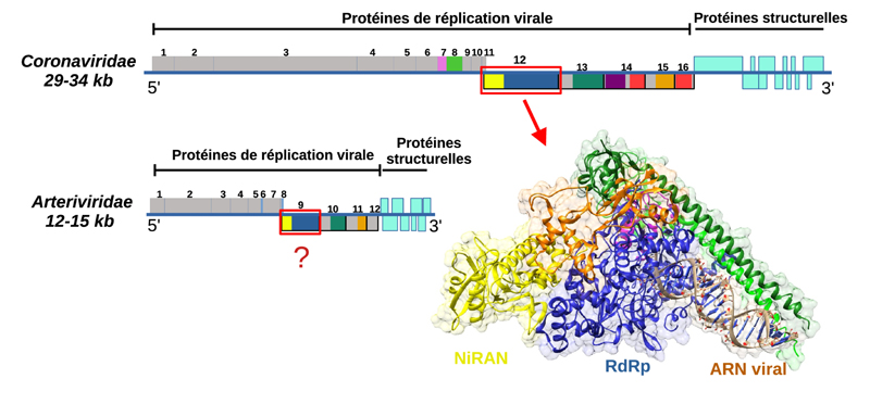 genomes_coronaviridae_arteriviridae.jpg